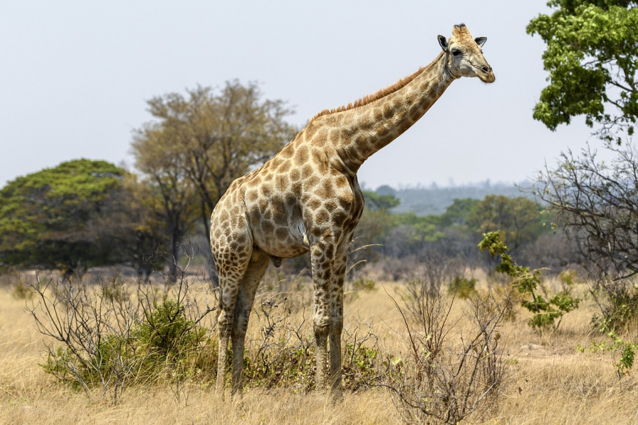 Discover the Best Safari Spots near Victoria Falls with Joan Schnelzauer
